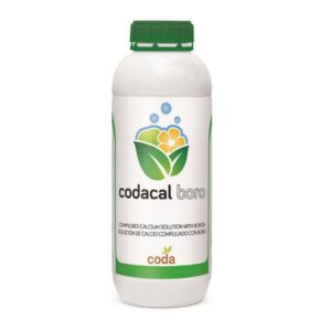 کدا کل برو – Codacal boro