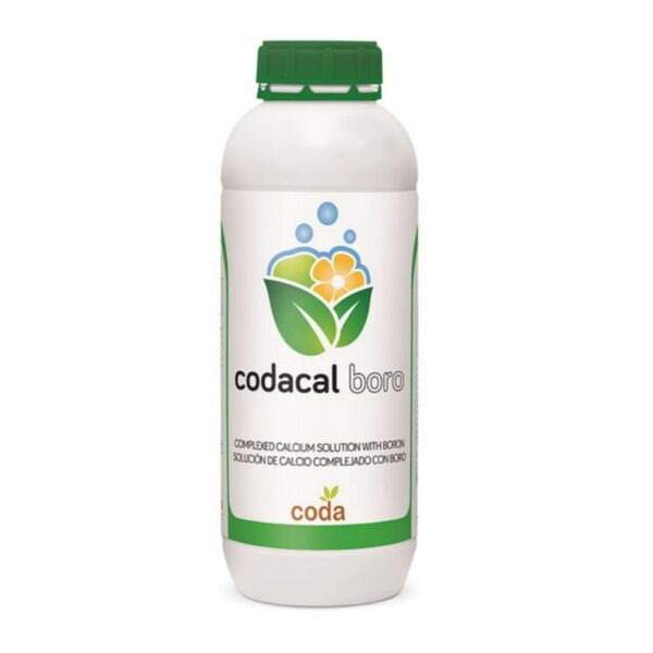 کدا کل برو – Codacal boro